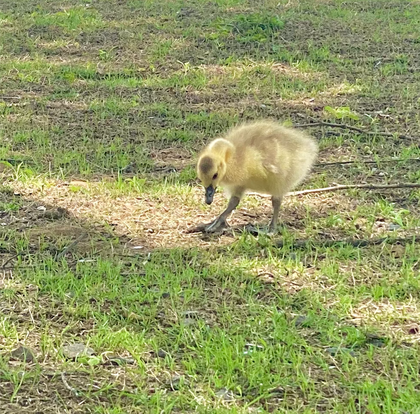 Little gosling wandering in the grass.